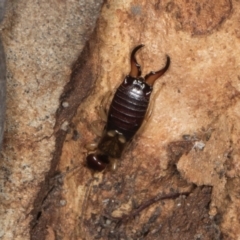 Forficula auricularia (European Earwig) at Gungahlin, ACT - 24 May 2024 by AlisonMilton