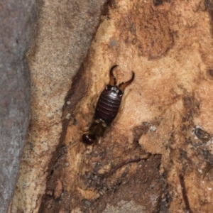 Forficula auricularia at Yerrabi Pond - 24 May 2024