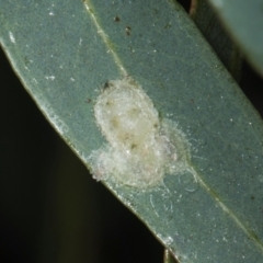 Glycaspis sp. (genus) at Yerrabi Pond - 24 May 2024 by AlisonMilton