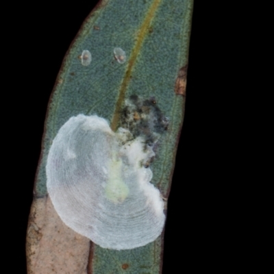 Lasiopsylla rotundipennis at Gungahlin, ACT - 24 May 2024 by AlisonMilton