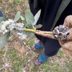 Eucalyptus crenulata at Greenway, ACT - 25 May 2024