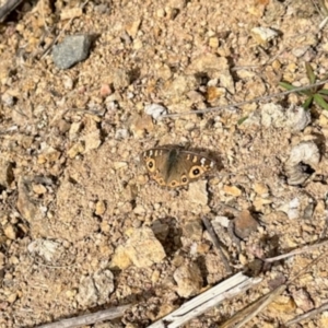 Junonia villida at Greenway, ACT - 25 May 2024 12:49 PM