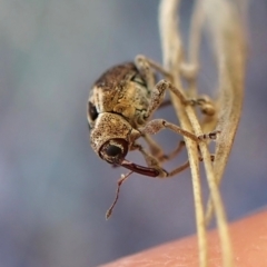 Gerynassa sp. (genus) (Weevil) at Aranda Bushland - 15 May 2024 by CathB