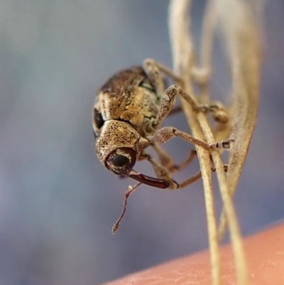 Gerynassa sp. (genus) at Aranda, ACT - 15 May 2024 by CathB