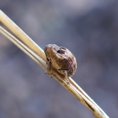 Gerynassa sp. (genus) at Aranda Bushland - 15 May 2024