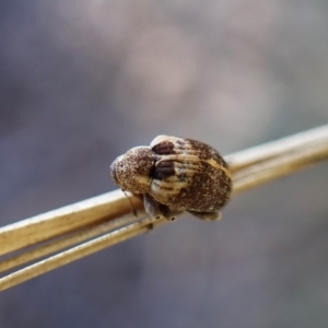 Gerynassa sp. (genus) at Aranda Bushland - 15 May 2024