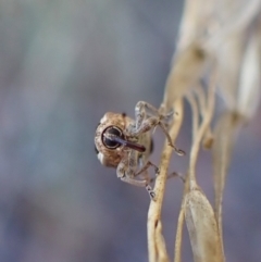 Gerynassa sp. (genus) at Aranda Bushland - 15 May 2024