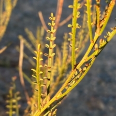 Indigofera adesmiifolia (Tick Indigo) at Jerrabomberra, NSW - 25 May 2024 by SteveBorkowskis