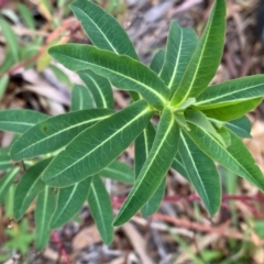 Euphorbia oblongata at Jerrabomberra, NSW - 25 May 2024 by SteveBorkowskis