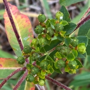 Euphorbia oblongata at QPRC LGA - 25 May 2024