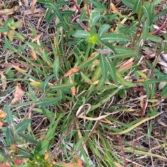 Euphorbia oblongata at QPRC LGA - 25 May 2024