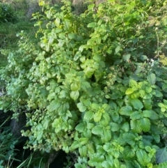 Melissa officinalis (Lemon Balm, Common Balm) at QPRC LGA - 25 May 2024 by SteveBorkowskis