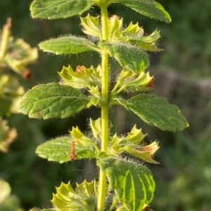 Melissa officinalis at QPRC LGA - 25 May 2024