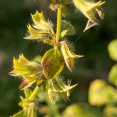 Melissa officinalis at QPRC LGA - 25 May 2024