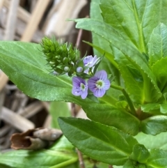 Veronica anagallis-aquatica (Blue Water Speedwell) at Jerrabomberra, NSW - 25 May 2024 by SteveBorkowskis