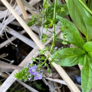 Veronica anagallis-aquatica at QPRC LGA - 25 May 2024 03:55 PM