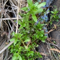 Veronica anagallis-aquatica at QPRC LGA - 25 May 2024 03:55 PM