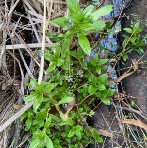 Veronica anagallis-aquatica at QPRC LGA - 25 May 2024 03:55 PM