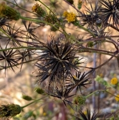 Bidens pilosa (Cobbler's Pegs, Farmer's Friend) at Jerrabomberra, NSW - 25 May 2024 by SteveBorkowskis