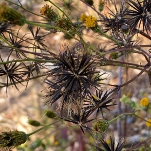 Bidens pilosa at QPRC LGA - 25 May 2024