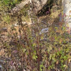 Bidens pilosa at QPRC LGA - 25 May 2024