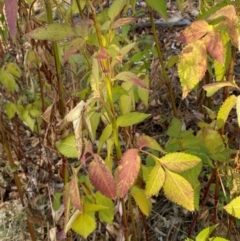 Bidens pilosa at QPRC LGA - 25 May 2024