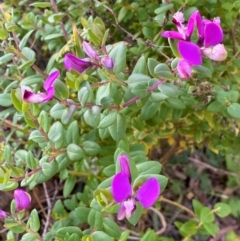 Polygala myrtifolia (Myrtle-leaf Milkwort) at Jerrabomberra, NSW - 25 May 2024 by SteveBorkowskis