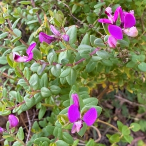 Polygala myrtifolia at QPRC LGA - 25 May 2024