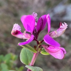 Polygala myrtifolia at QPRC LGA - 25 May 2024