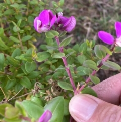 Polygala myrtifolia at QPRC LGA - 25 May 2024