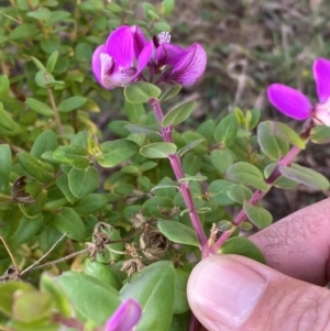 Polygala myrtifolia at QPRC LGA - 25 May 2024