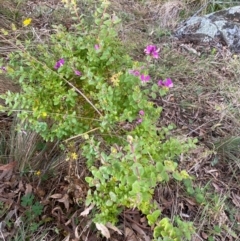 Polygala myrtifolia at QPRC LGA - 25 May 2024