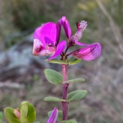 Polygala myrtifolia at QPRC LGA - 25 May 2024 03:48 PM