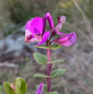 Polygala myrtifolia at QPRC LGA - 25 May 2024