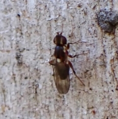 Unidentified Other true fly at Aranda Bushland - 23 May 2024 by CathB