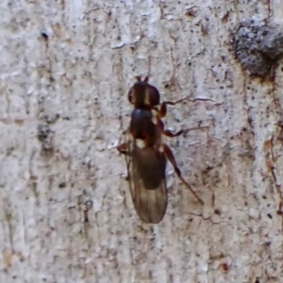 Unidentified Other true fly at Aranda Bushland - 23 May 2024 by CathB