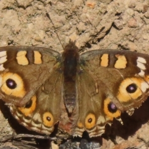 Junonia villida at Callum Brae - 24 May 2024 10:44 AM