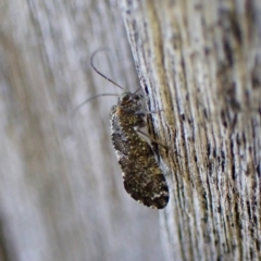 Myopsocus sp. (genus) at Cook, ACT - 22 May 2024 by CathB