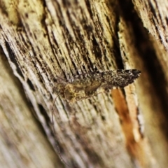 Nimbopsocus sp. (genus) at Aranda Bushland - 22 May 2024