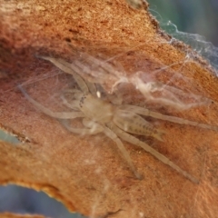 Clubiona sp. (genus) (Unidentified Stout Sac Spider) at Aranda, ACT - 22 May 2024 by CathB