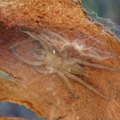 Clubiona sp. (genus) (Unidentified Stout Sac Spider) at Aranda, ACT - 22 May 2024 by CathB