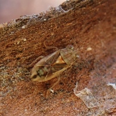 Unidentified True bug (Hemiptera, Heteroptera) at Aranda, ACT - 22 May 2024 by CathB