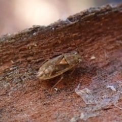 Germalus victoriae at Aranda Bushland - 22 May 2024