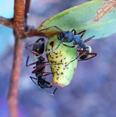 Camponotus suffusus (Golden-tailed sugar ant) at Aranda, ACT - 12 May 2024 by CathB