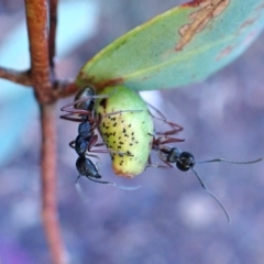 Camponotus suffusus at Aranda Bushland - 12 May 2024