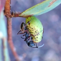 Camponotus suffusus at Aranda Bushland - 12 May 2024