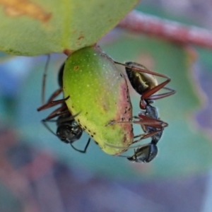 Camponotus suffusus at Aranda Bushland - 12 May 2024 03:22 PM