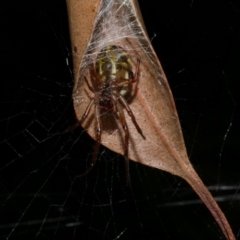 Phonognatha graeffei at Freshwater Creek, VIC - 29 Apr 2023 by WendyEM