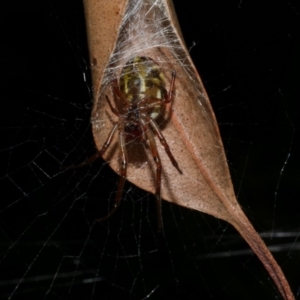 Phonognatha graeffei at WendyM's farm at Freshwater Ck. - 29 Apr 2023 10:52 PM