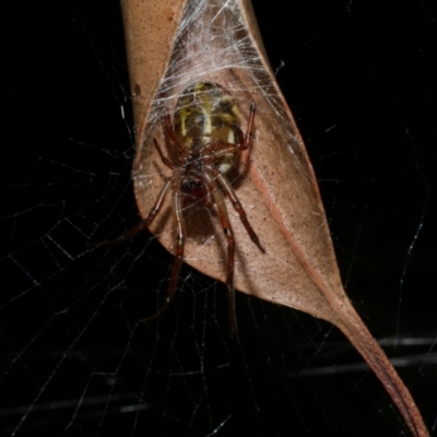Unidentified Orb-weaving spider (several families) at Freshwater Creek, VIC - 29 Apr 2023 by WendyEM